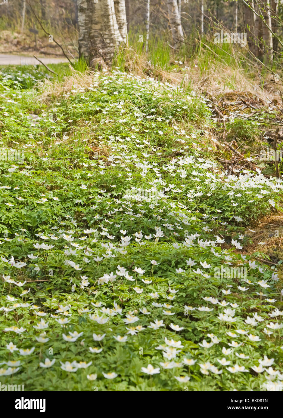 white Anemone nemorosa (wood anemone; windflower; smell fox Stock Photo