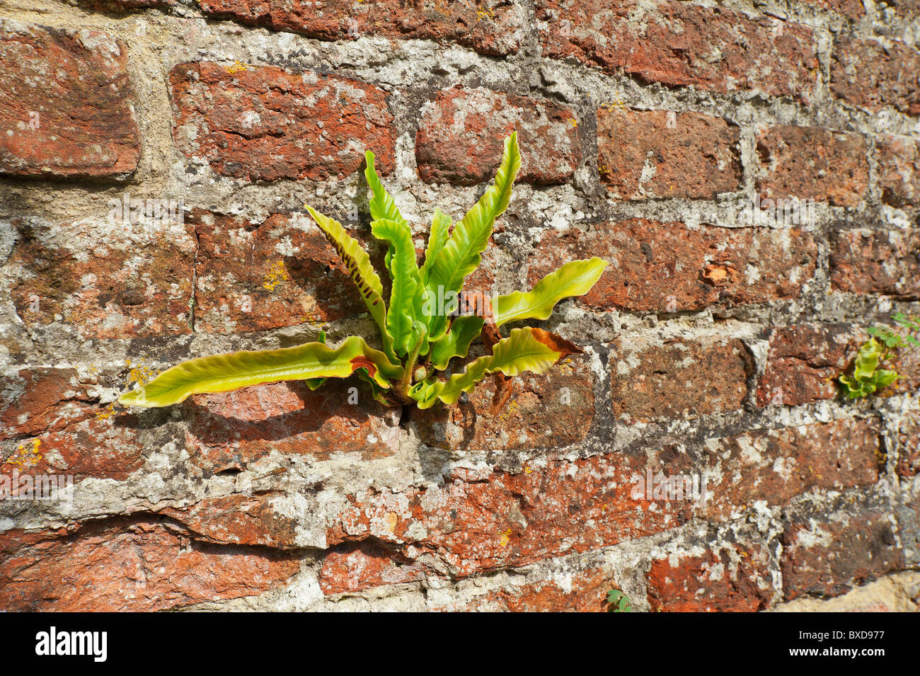 Harts tongue fern colonising hand made brick made from Kentish wealden clay Stock Photo