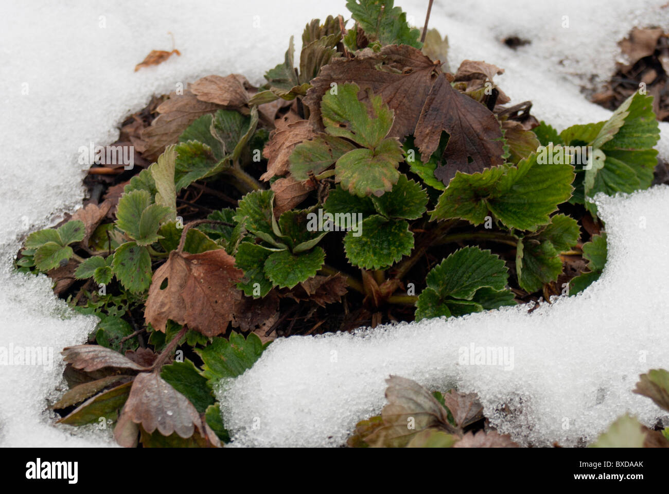 Over wintering strawberries hires stock photography and images Alamy