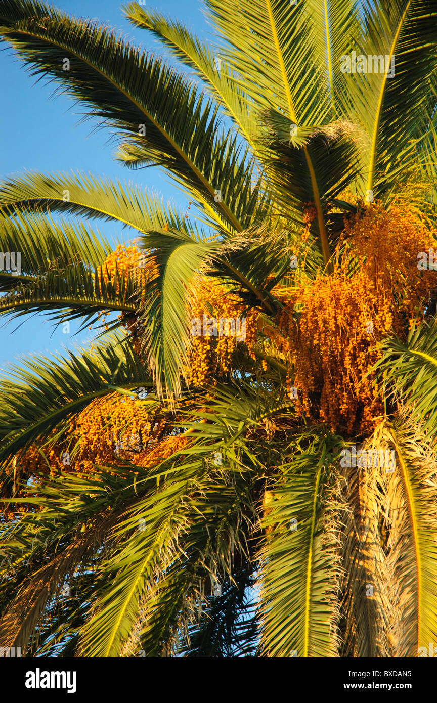 Date tree hi-res stock photography and images - Alamy