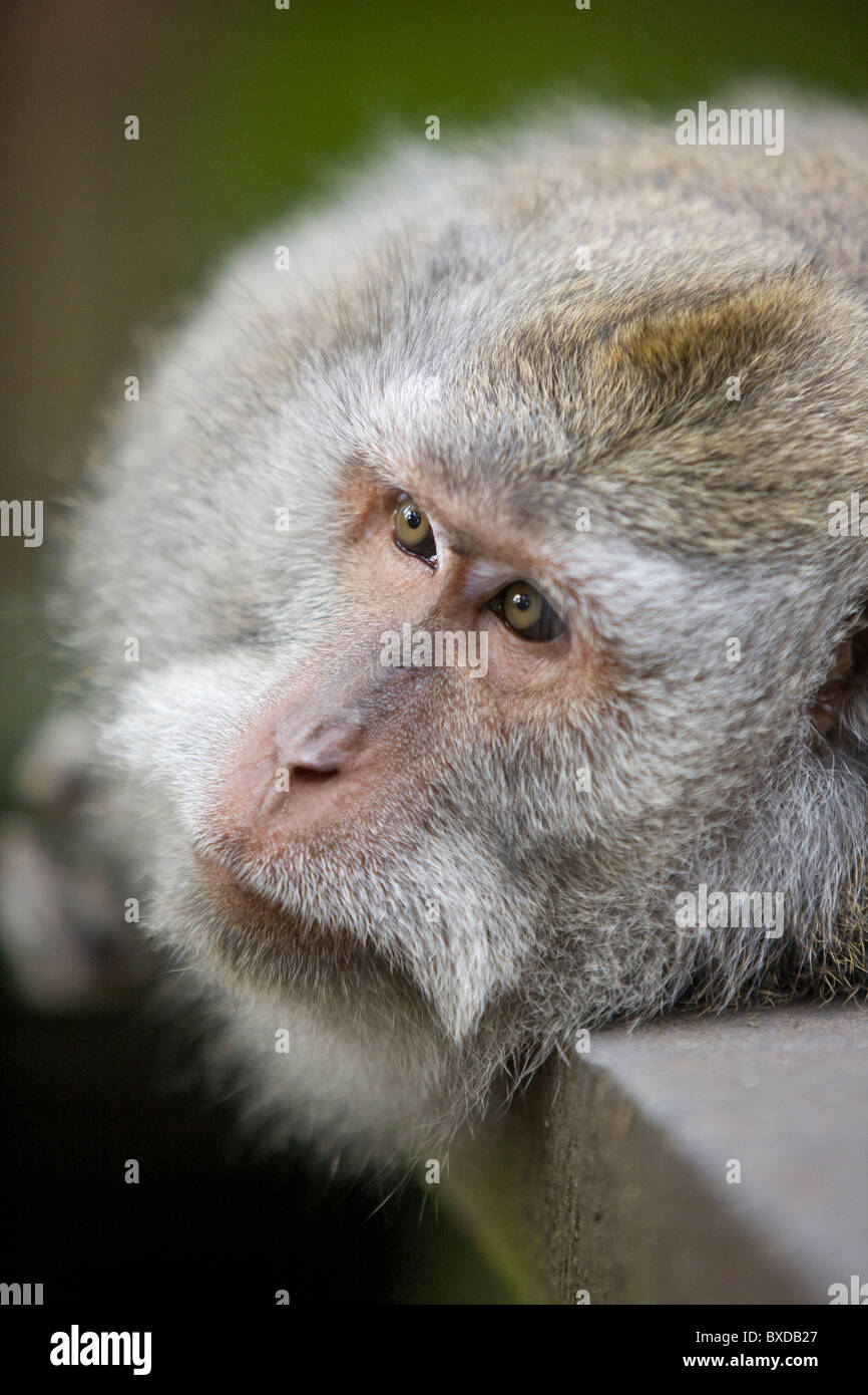 Balinese macaque at the Sacred Monkey Forest Sanctuary in Ubud, Bali Stock Photo