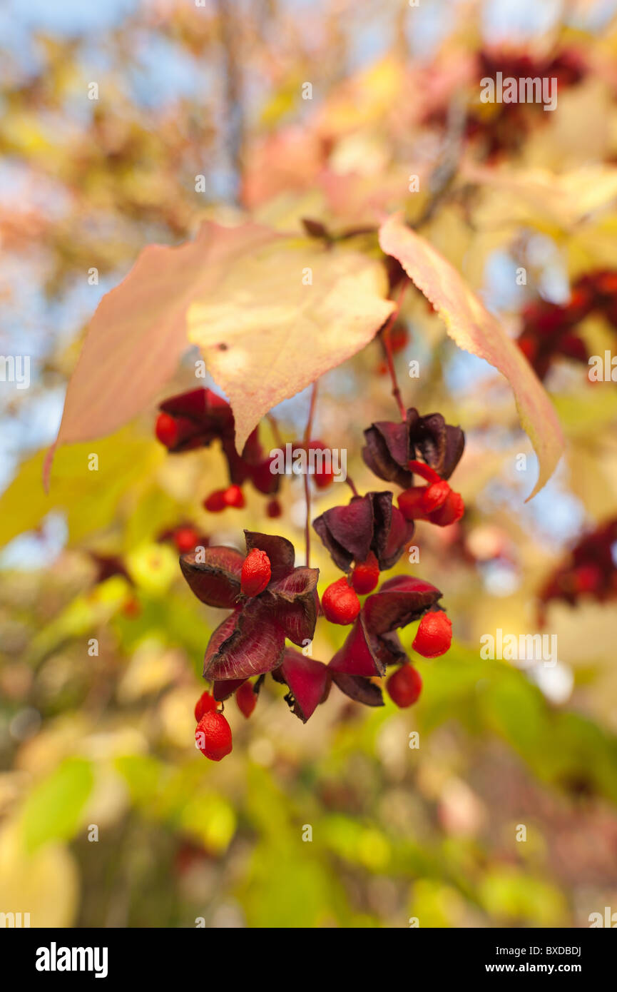 Spindle tree with capsular hanging fruit berry in early Autumn Stock Photo