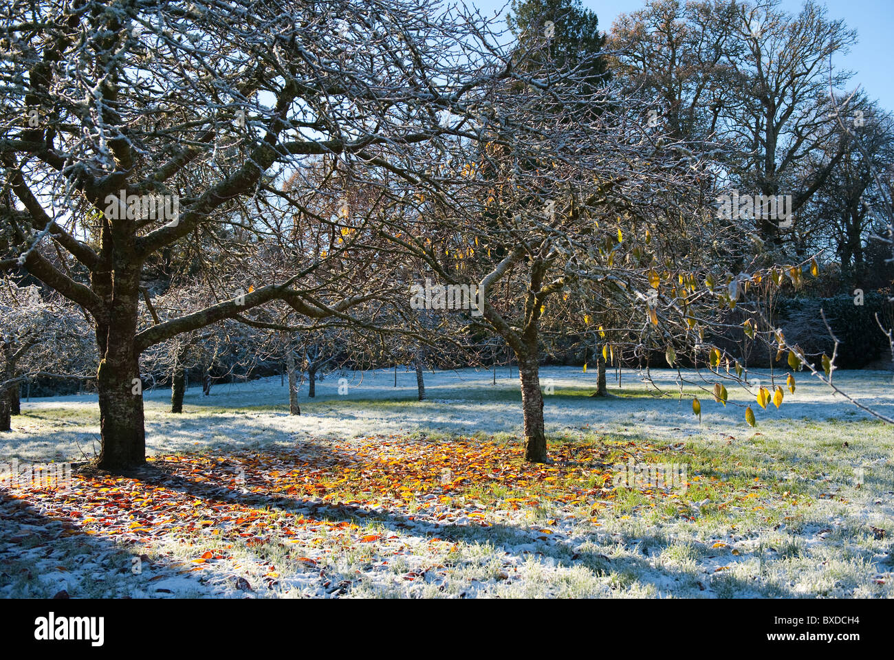 Beautiful frosty morning in the garden Stock Photo
