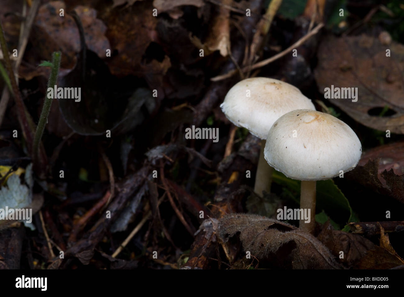close-up Fungus growing on the forest floor Stock Photo - Alamy