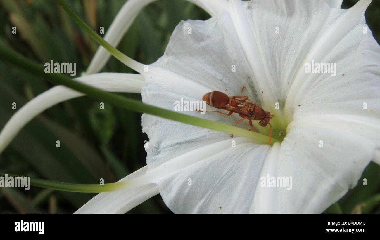 Hungry insect hi-res stock photography and images - Alamy