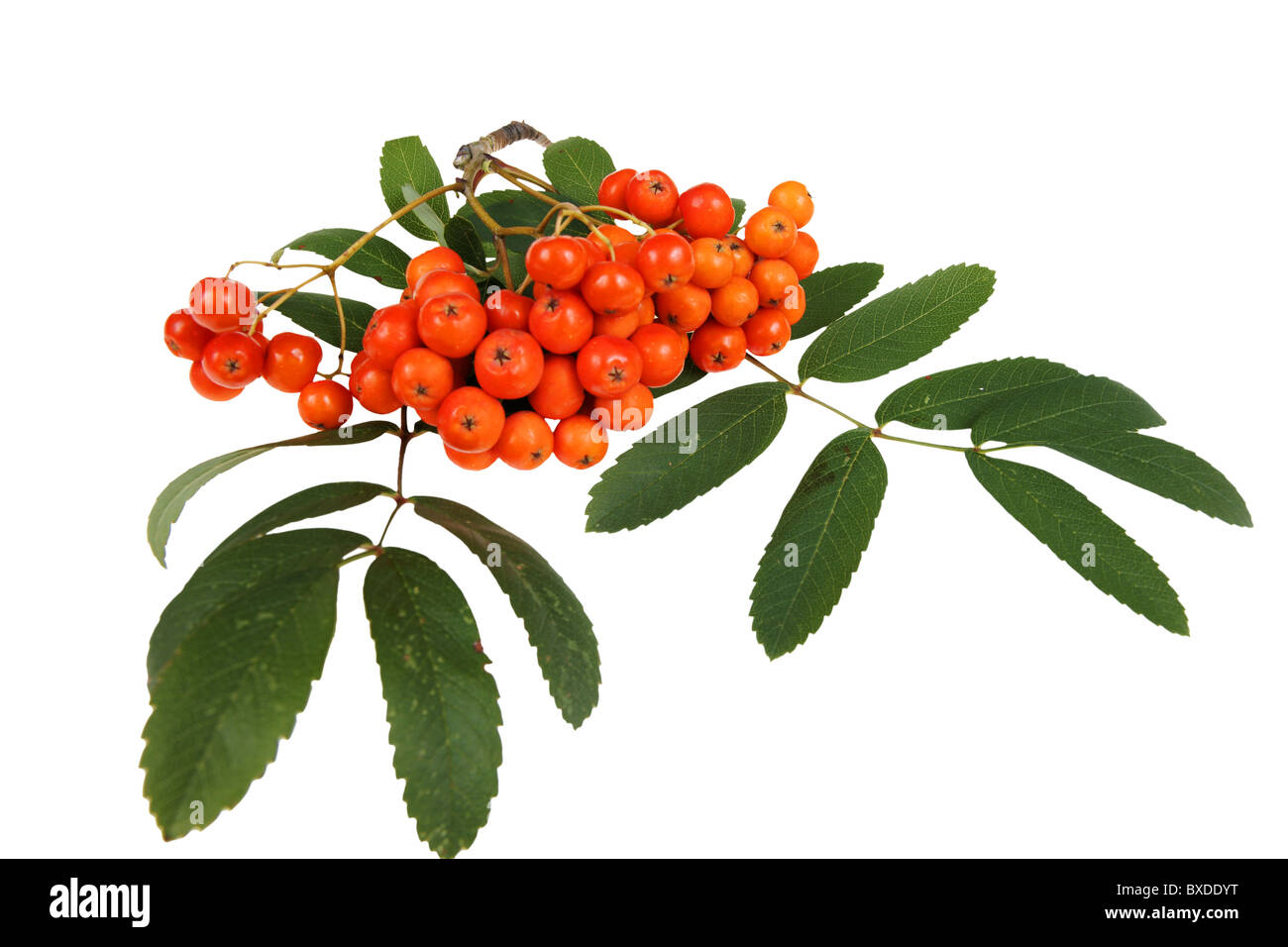 bunch of red rowan,isolated on white background Stock Photo