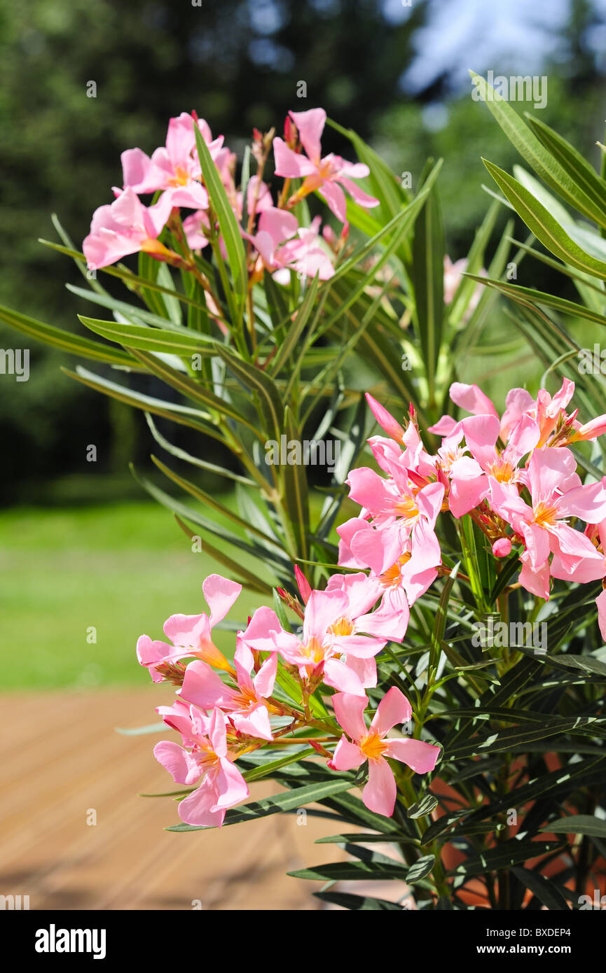 Oleander hi-res stock photography and images - Alamy