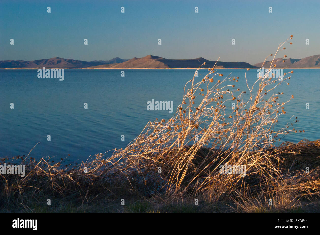 Placid view from the Bear River Migratory Bird Refuge, Utah, USA Stock Photo