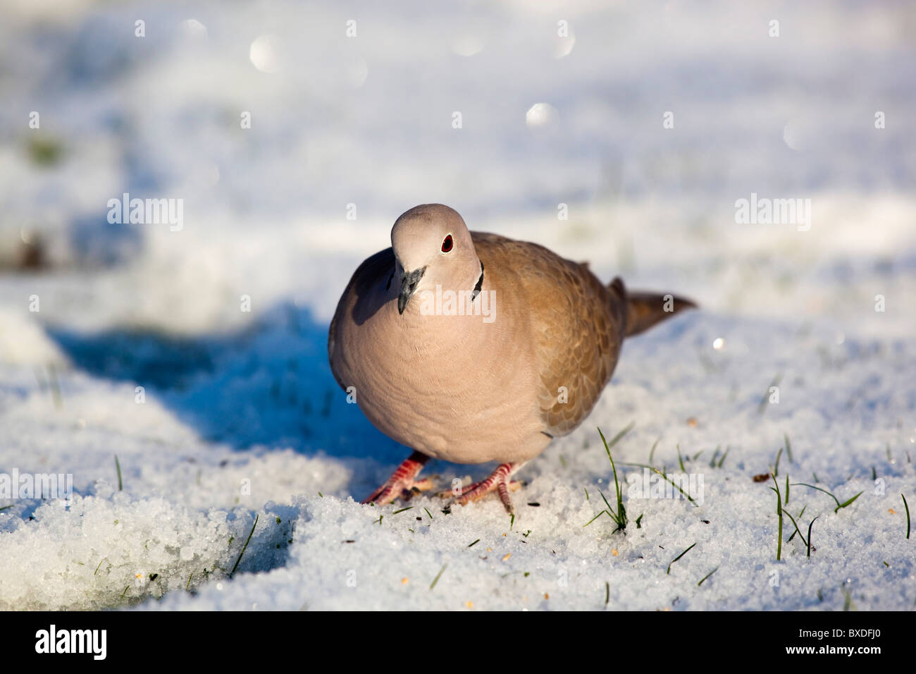Collared Dove; Steptopelia decaocto; in snow Stock Photo