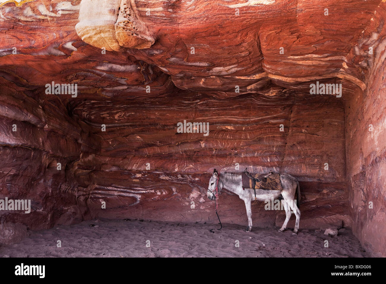 Donkey in a rock cave in Petra, Jordan Stock Photo