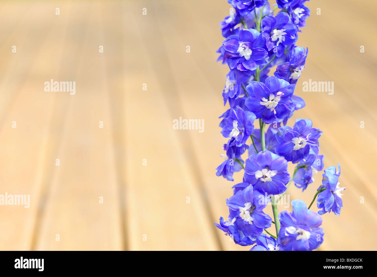 flower 'Rittersporn' Stock Photo