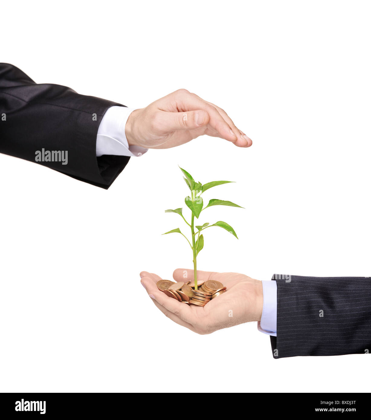 A hand protecting a green plant growing from pile of coins Stock Photo