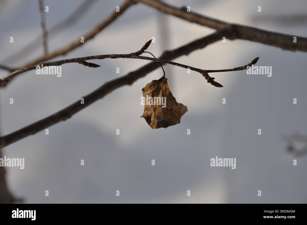 Art photo of autumn leaf hi-res stock photography and images - Alamy