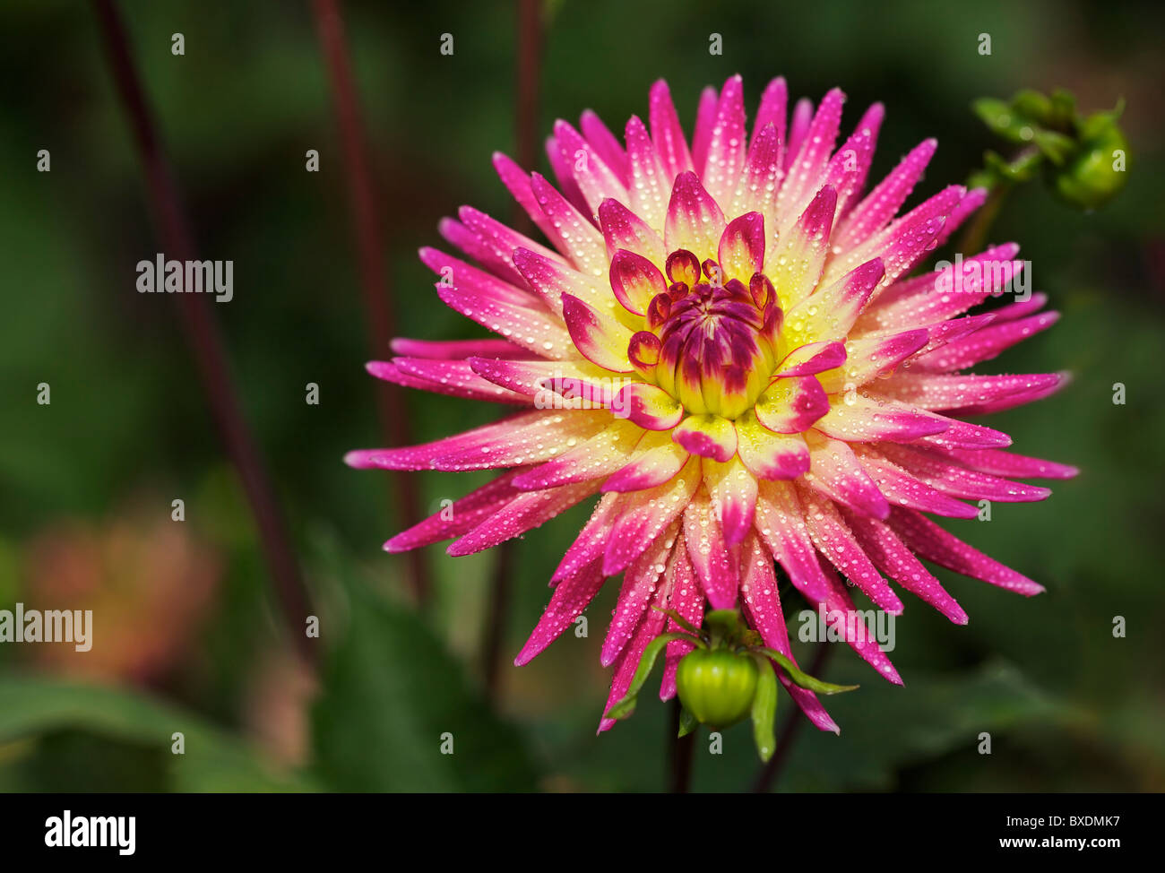 Pink Dahlia High Resolution Stock Photography and Images - Alamy