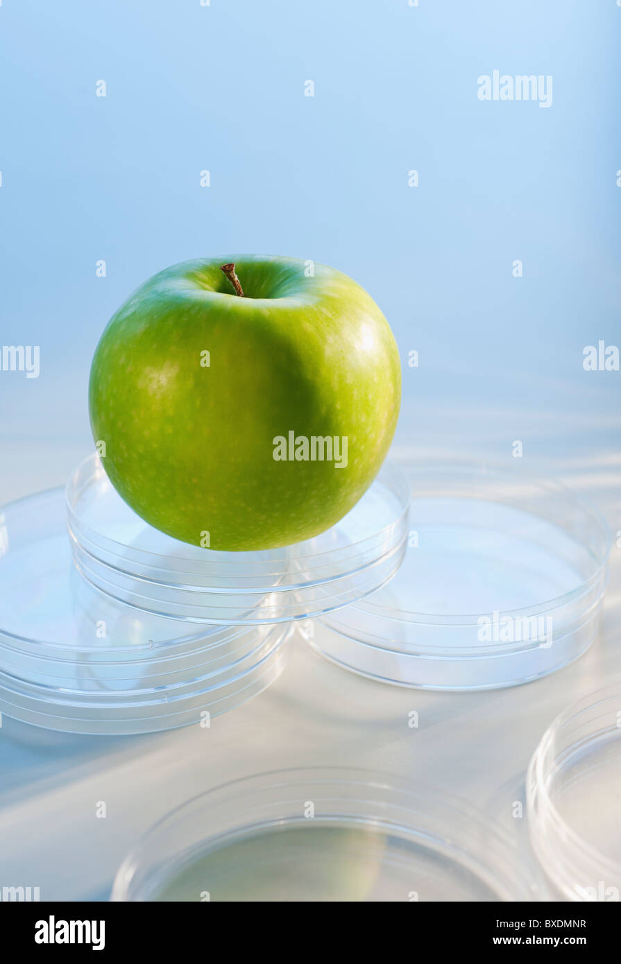 Apple in Petri dish Stock Photo