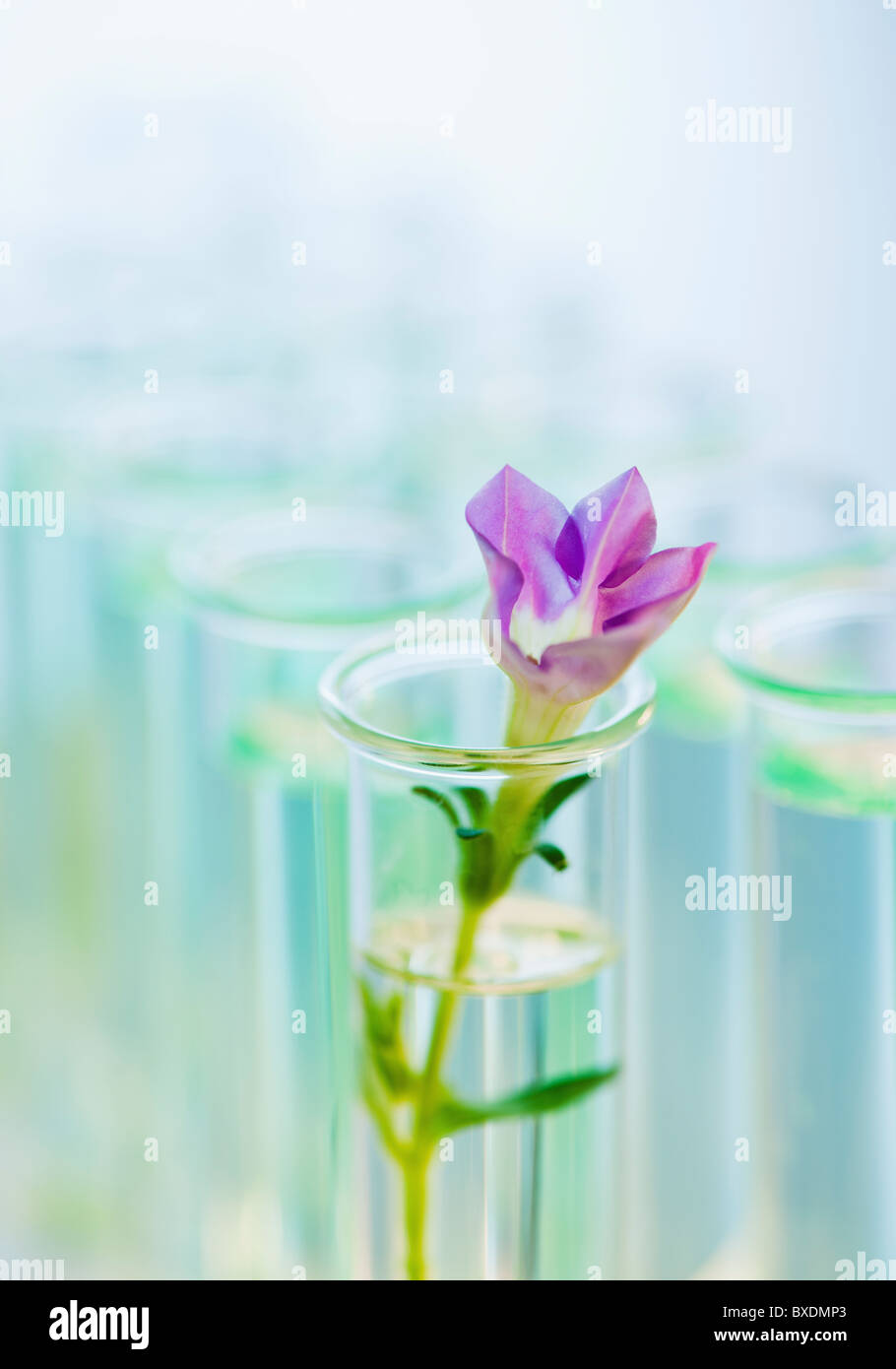 Flower in test tube Stock Photo - Alamy