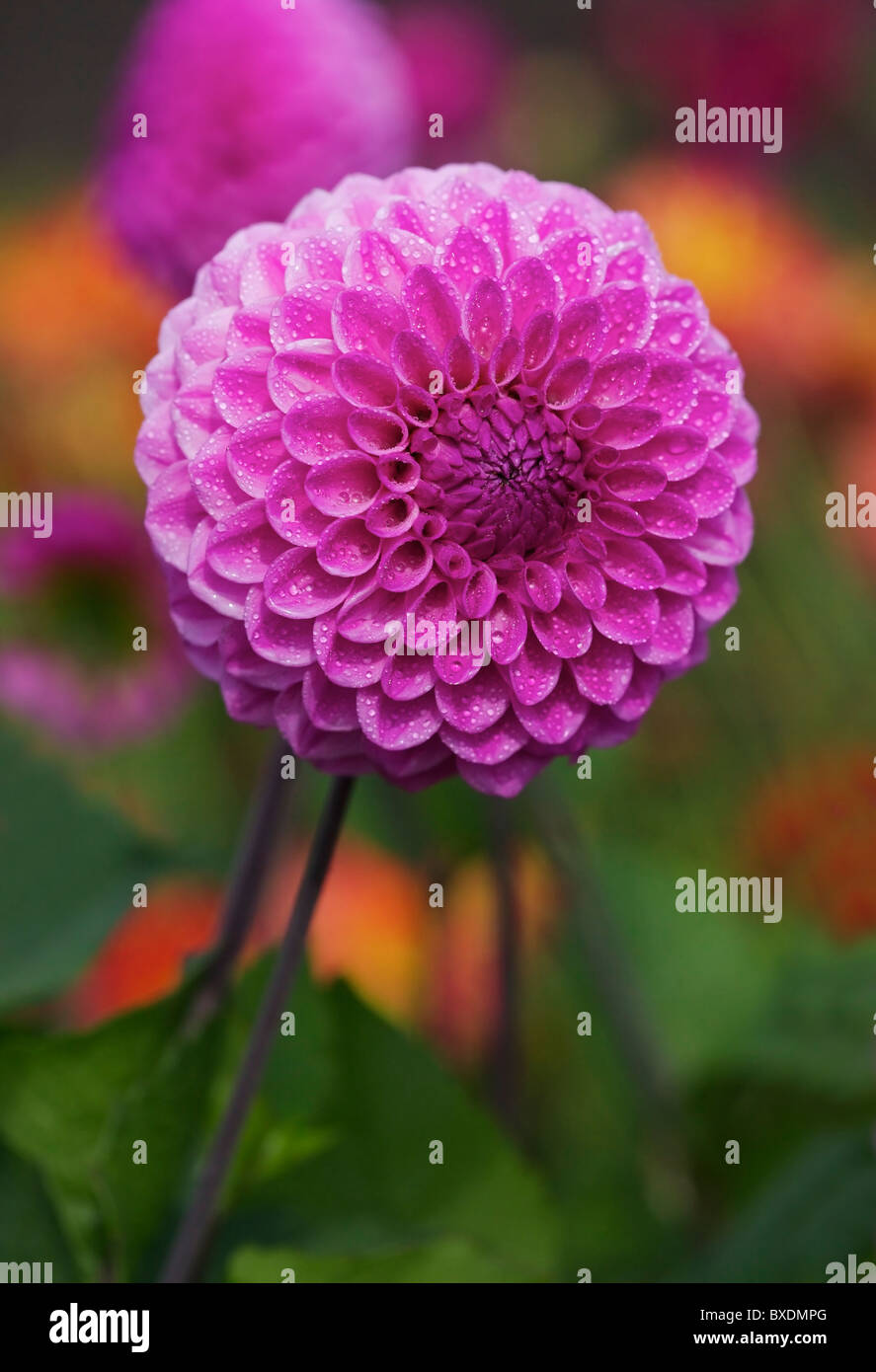 Pink Dahlia flower blooming in the late Summer/early Autumn season