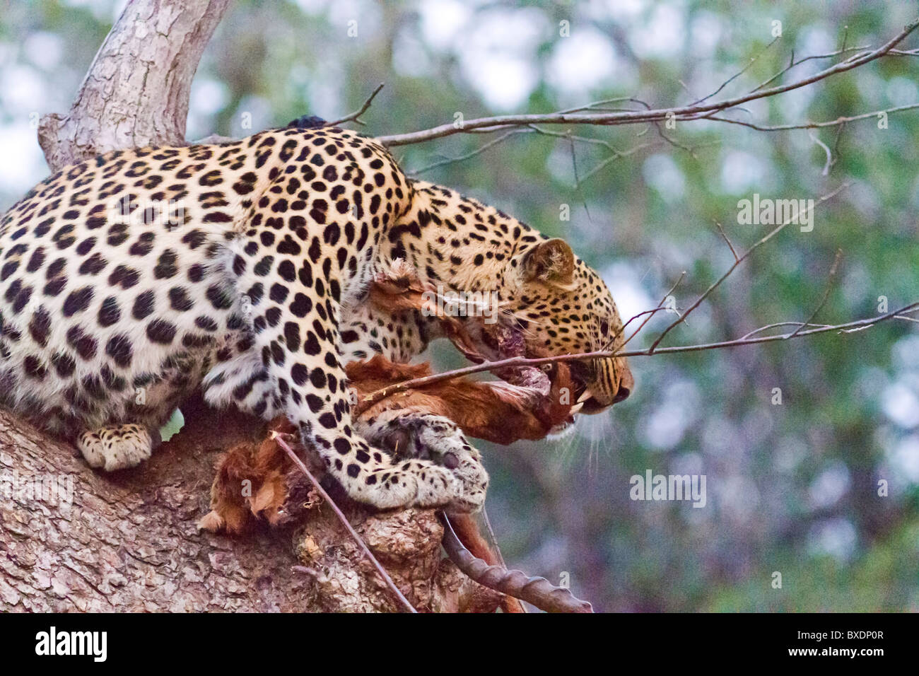 Female leopard in a mango tree eats fresh killed impala Stock Photo - Alamy