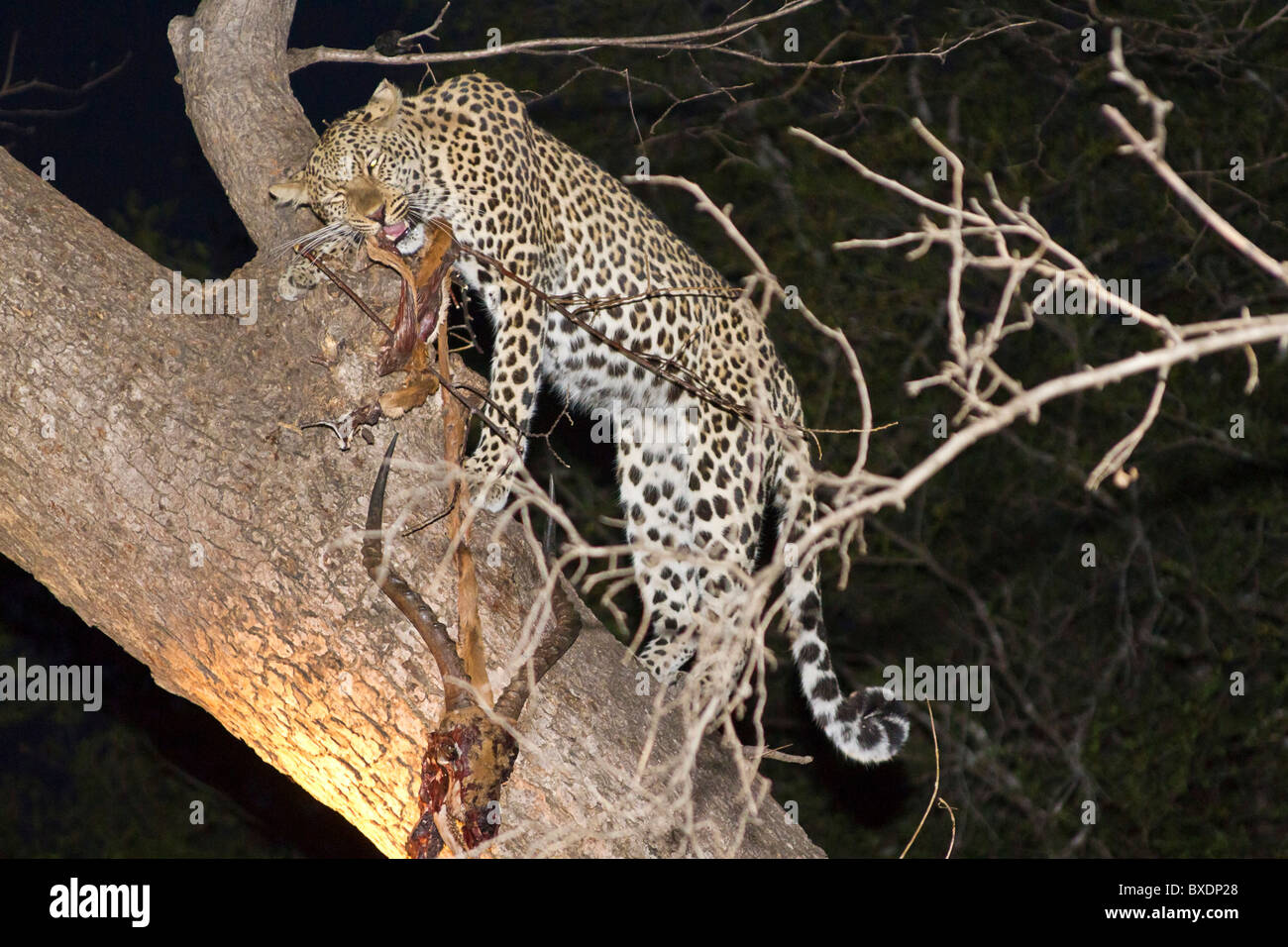 Female leopard in a mango tree at night eats fresh killed impala Stock  Photo - Alamy