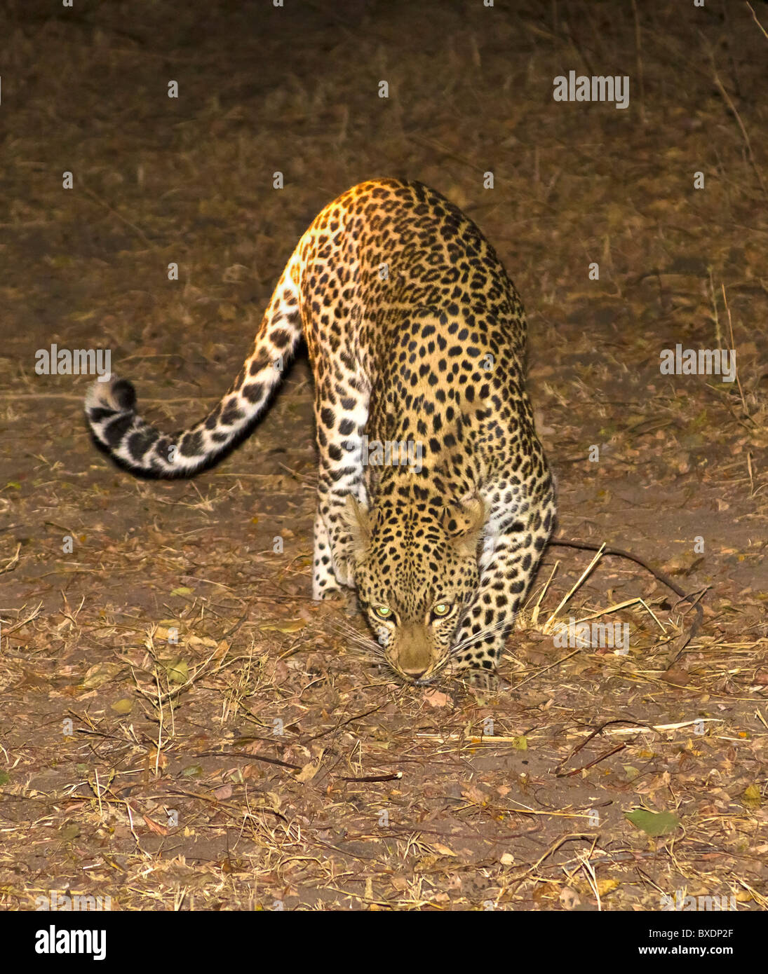 Female leopard stalks prey on ground at night in South Luangwa National ...