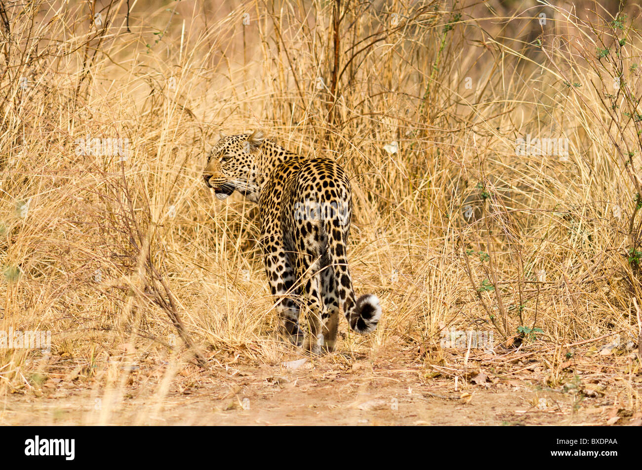 Leopard stalks prey in dry grass of South Luangwa National Park in ...