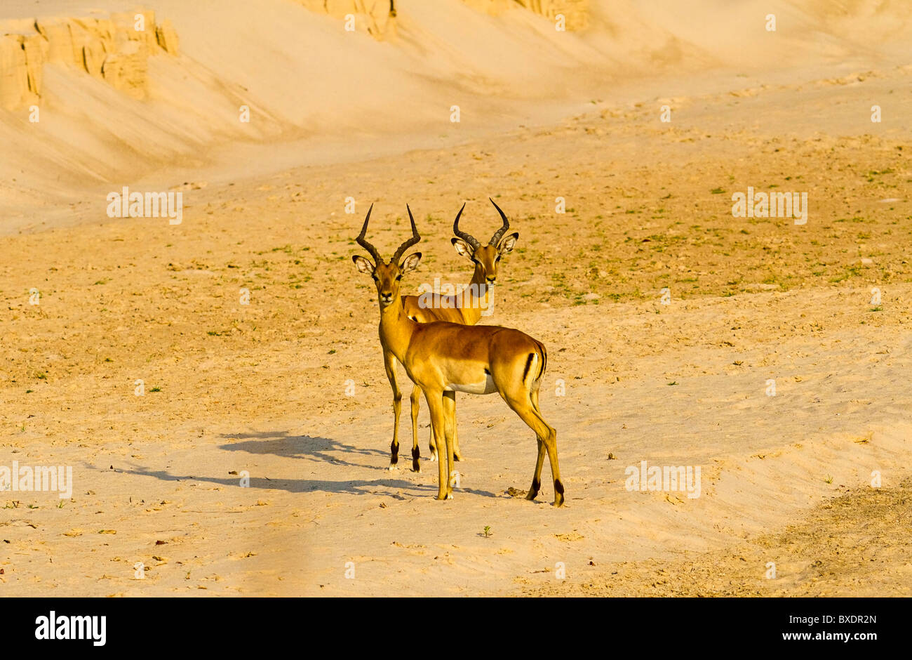 Two impala (deer like animals) in a dried riverbed in south Luangwa National Park, Zambia. Stock Photo