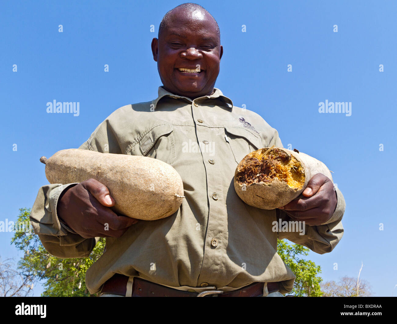 Safari guide shows a closeup look at the fruit from a sausage tree (Kigelia africana) in South Luangwa National Park, Zambia Stock Photo