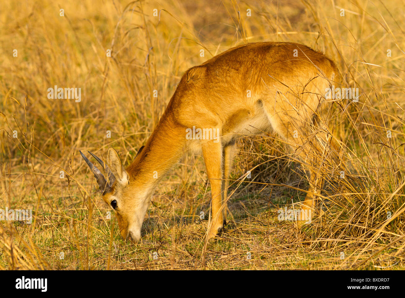 View of young male deer-like puku animals (Kobus vardonii), seen while on safari in South Luangwa Valley, Zambia, Africa. Stock Photo