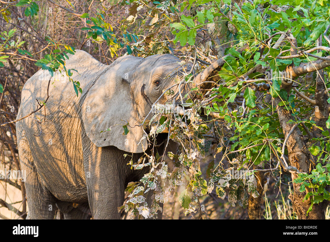 African Elephant Eating Tree Stock Photos & African Elephant Eating