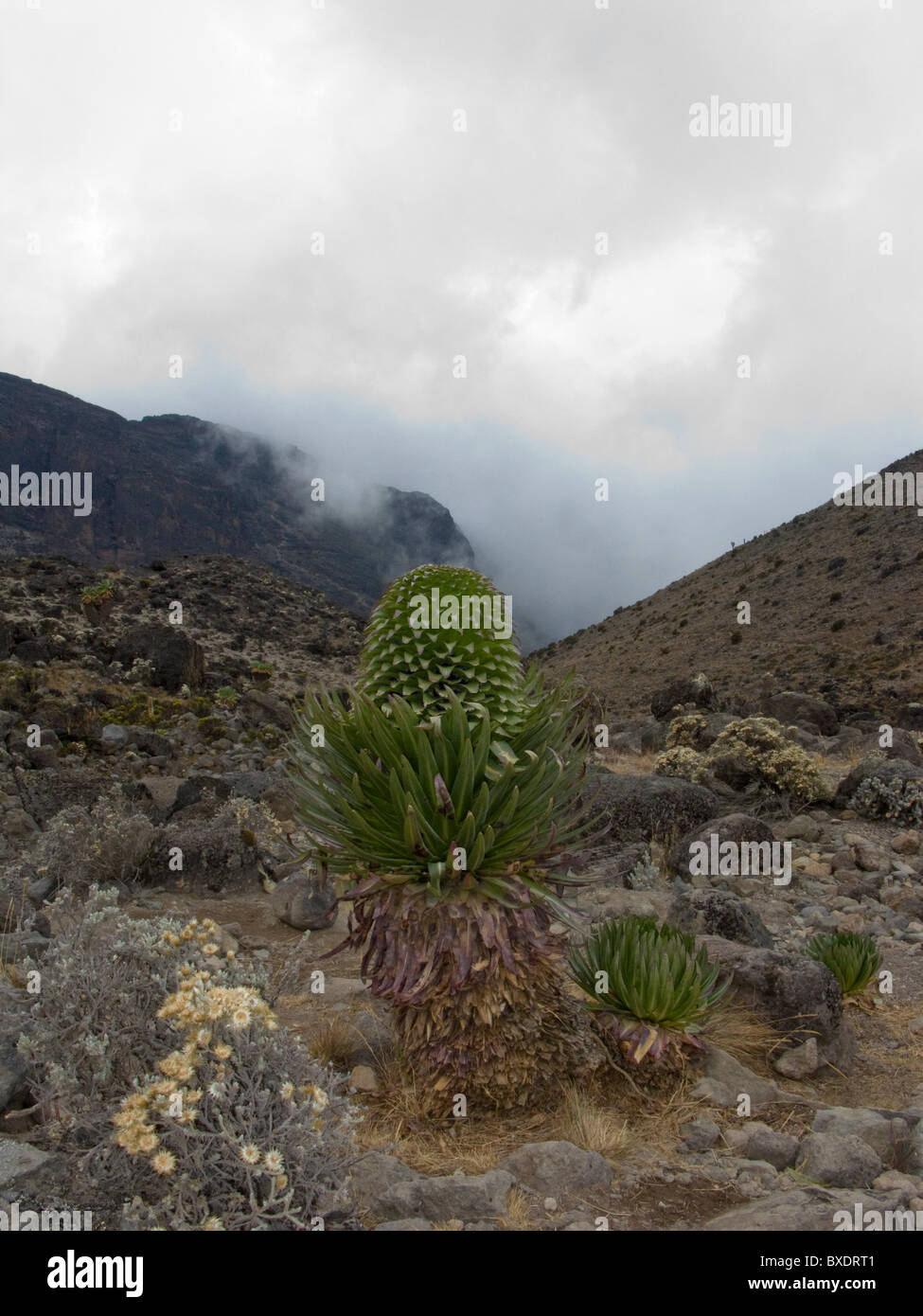 A mature Giant Lobelia high on the slopes of Kilimanjaro. Stock Photo
