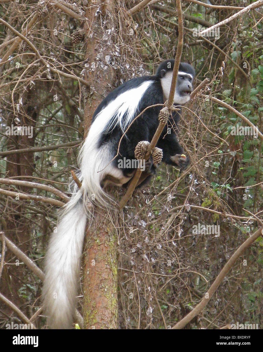 A black and white Colobus monkey rests in an evergreen tree branch, spooked from stealing potatoes in a field near Kilimanjaro. Stock Photo
