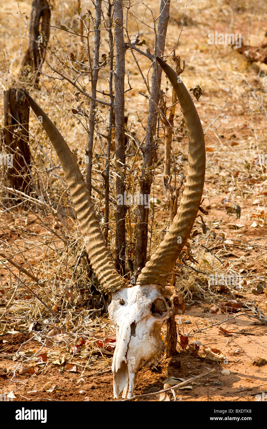 Skull of deer-like waterbuck (Kobus ellipsiprymnus), seen while on safari in Mosi-oa-Tunya National Park, Livingstone, Zambia Stock Photo