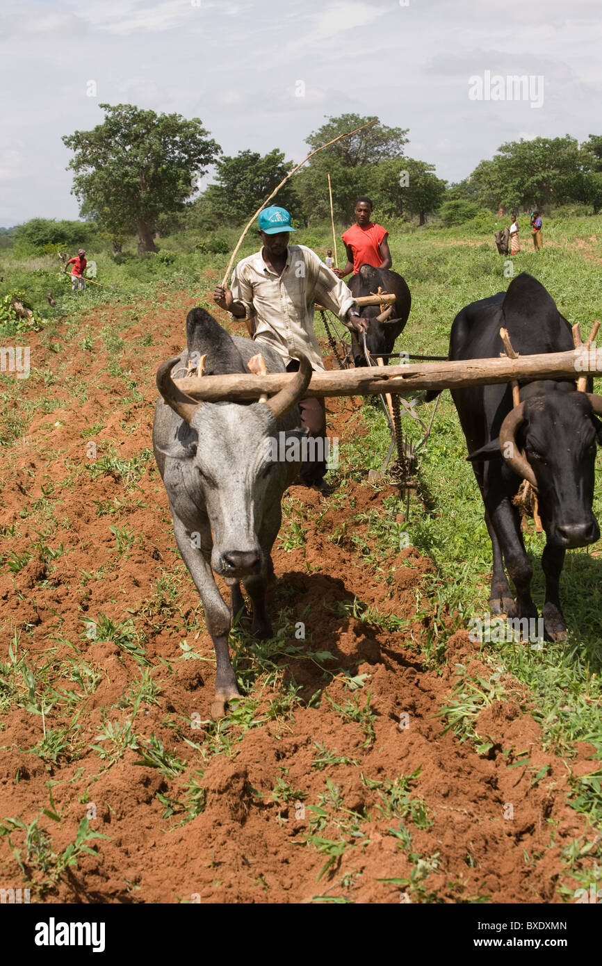 Oxen plow a field outside Dodoma, Tanzania, East Africa. Stock Photo