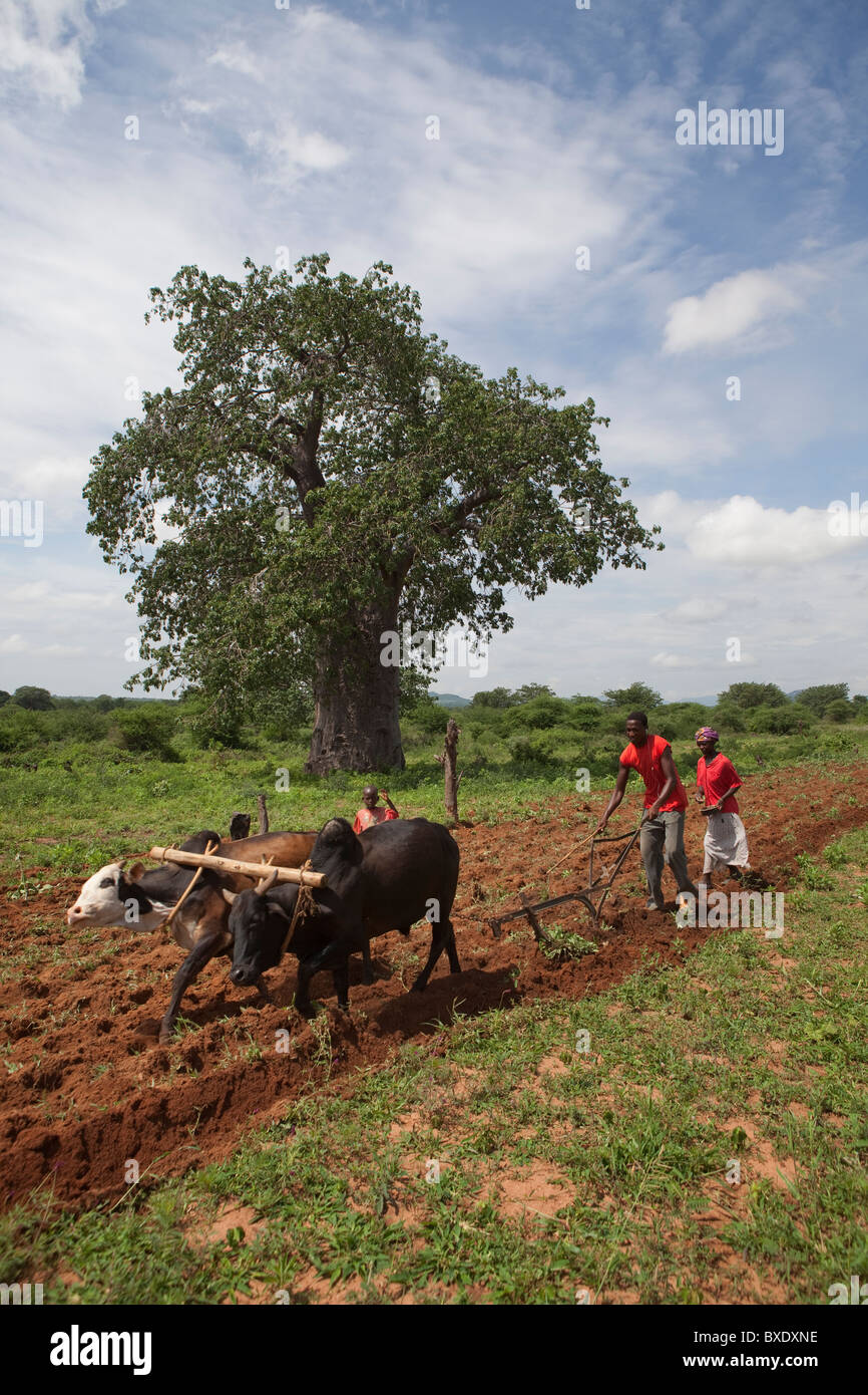 Oxen plow a field outside Dodoma, Tanzania, East Africa. Stock Photo