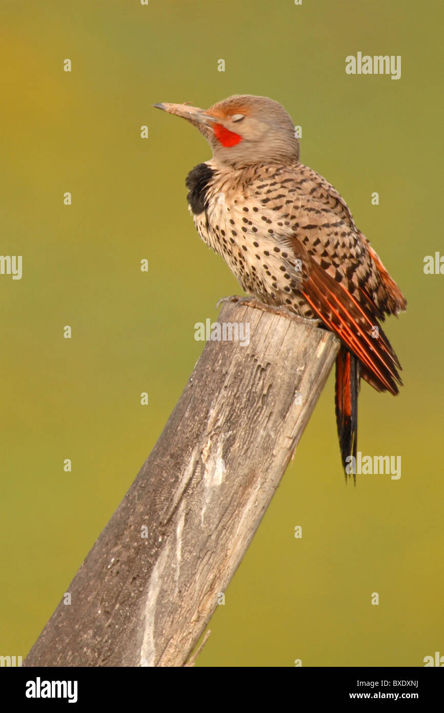 A Northern Flicker asleep on a leaning perch. Stock Photo