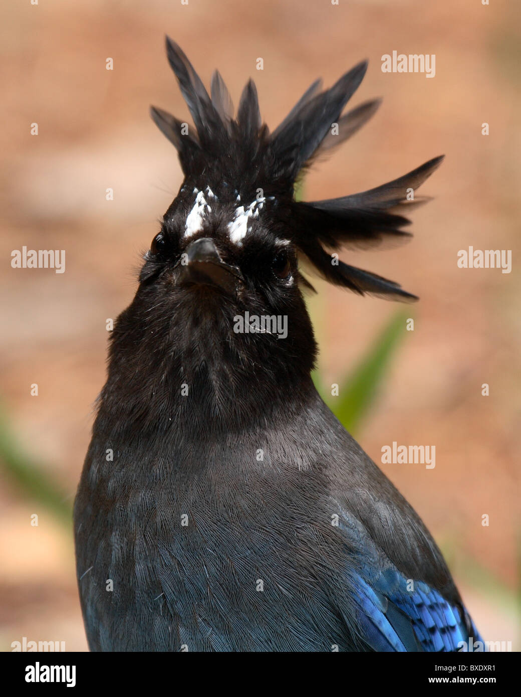 A Stellar's Jay with rockstar hair. Stock Photo