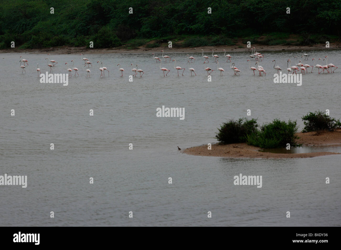 Water birds of india hi-res stock photography and images - Alamy