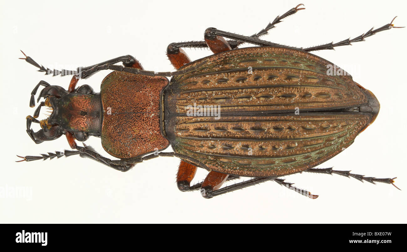 Carabus cancellatus (ground beetle) isolated on a white background. Stock Photo