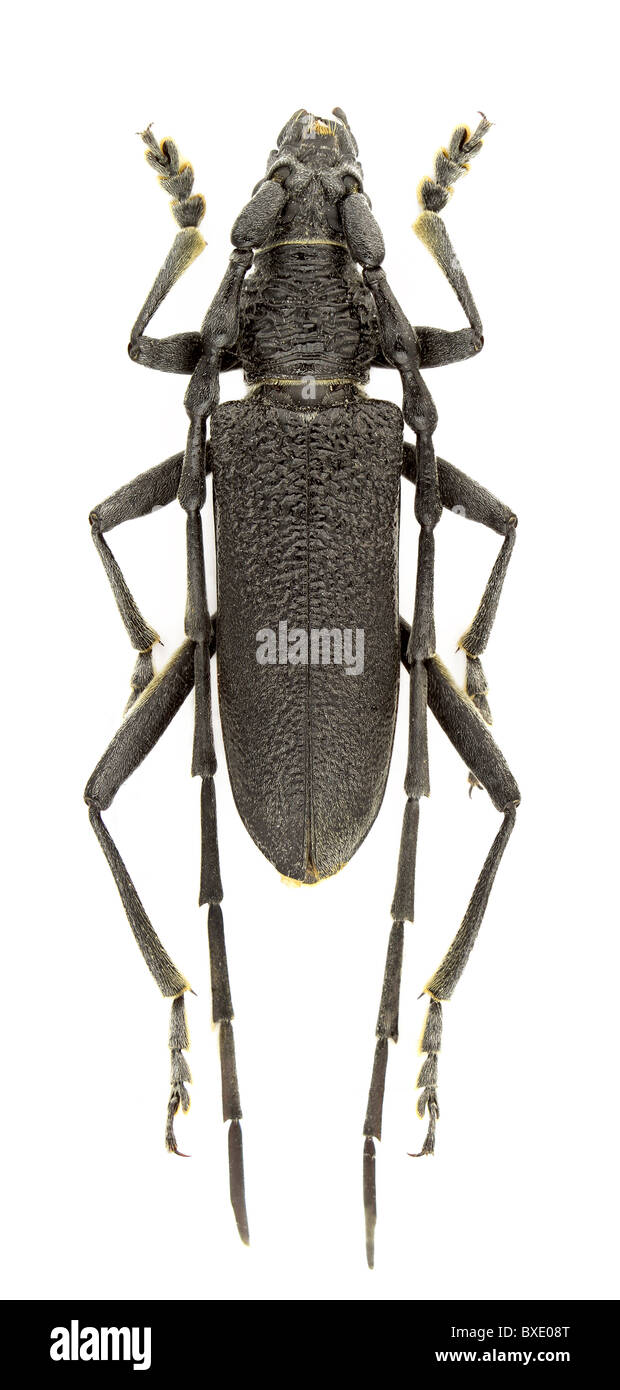 Cerambyx scopolii (capricorn beetle) isolated on a white background. Stock Photo