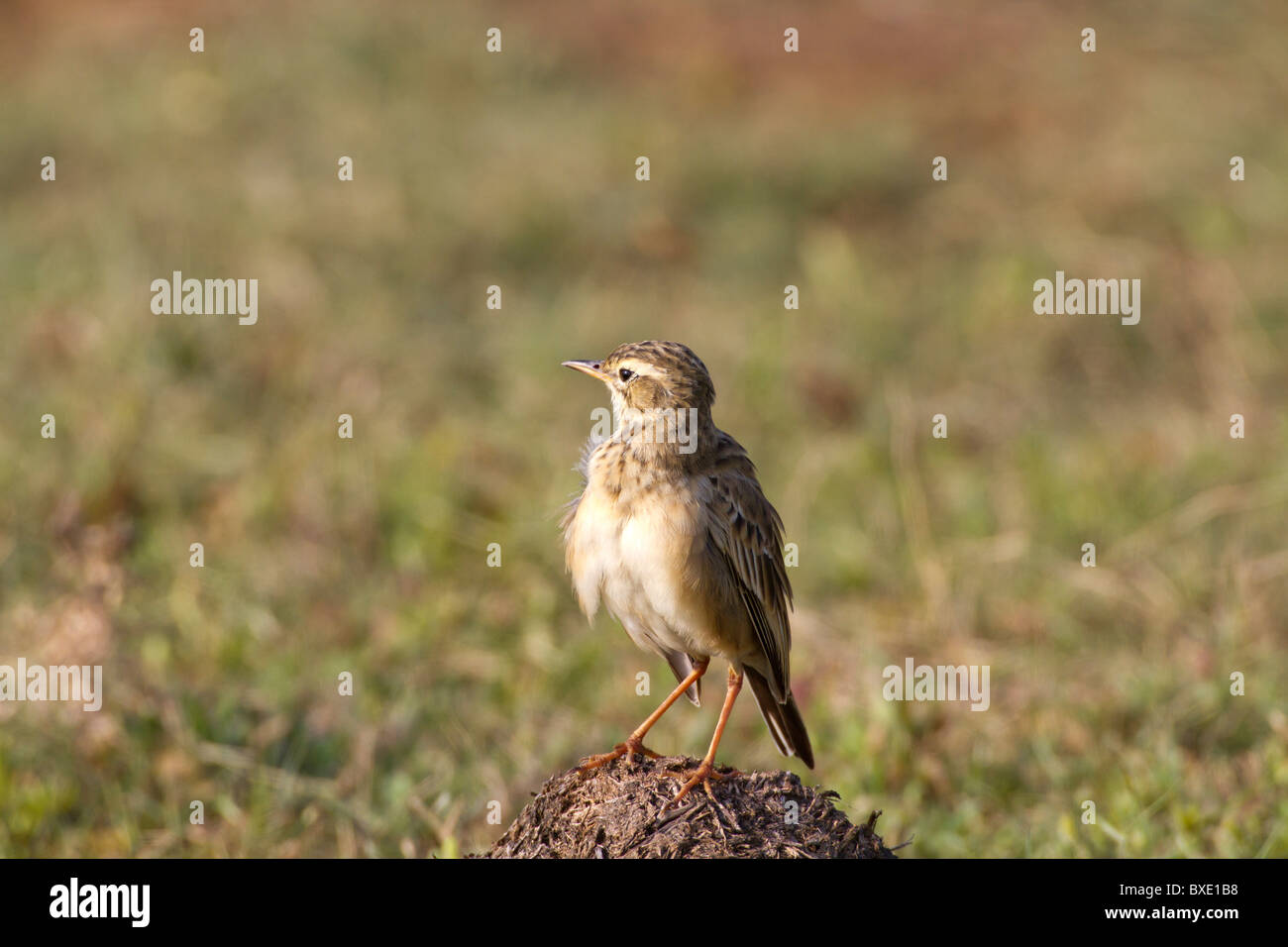 Paddyfield Pipit (Anthus rufulus), is a small passerine bird found in Southern Asia, this one seen at Yala NP, Sri Lanka. Stock Photo