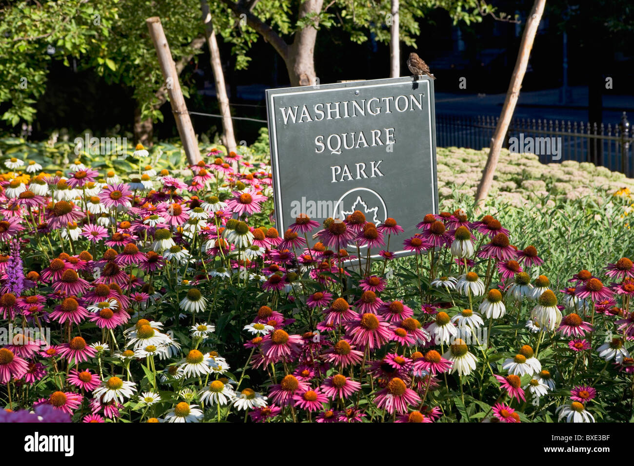 Flowers in Washington Square Park Stock Photo Alamy