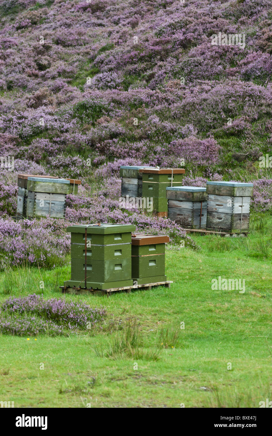 Bee hives Langstroth hive boxes in Scottish heather, August. Dumfries and Galloway, Scotland. Stock Photo