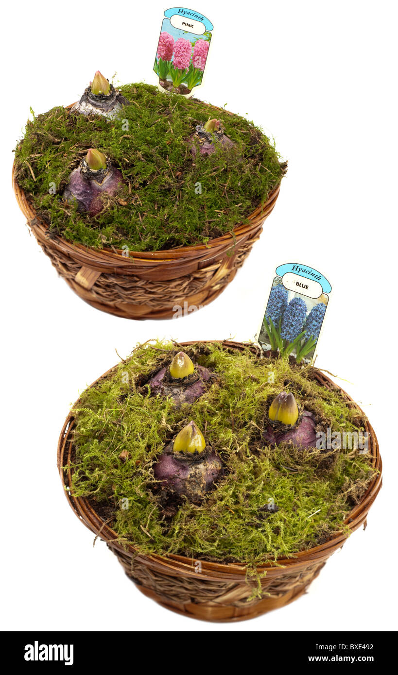 Two small wicker baskets containing three emerging Hyacinth bulbs in pink and blue Stock Photo