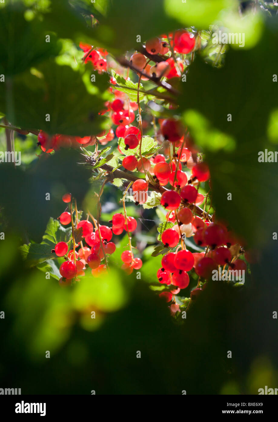 Redcurrant ( Aphyocharax anisitsi ) berries Stock Photo