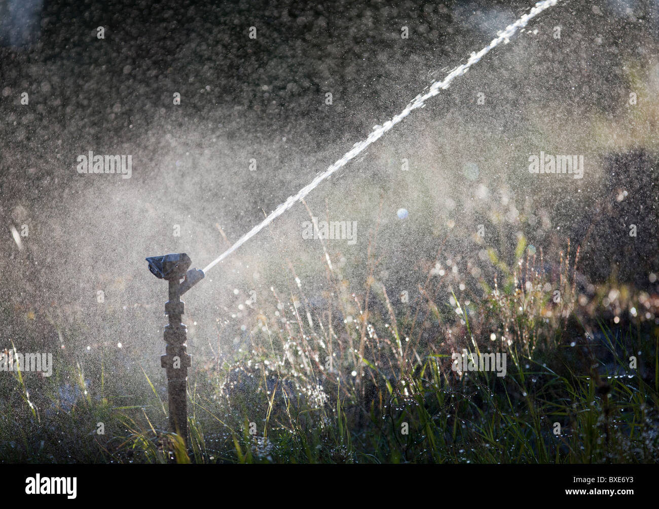 Impact sprinkler on lawn in action. Impulse sprinkler head with out  streaming water fountain on artificial green lawn in full sunlight Stock  Photo - Alamy