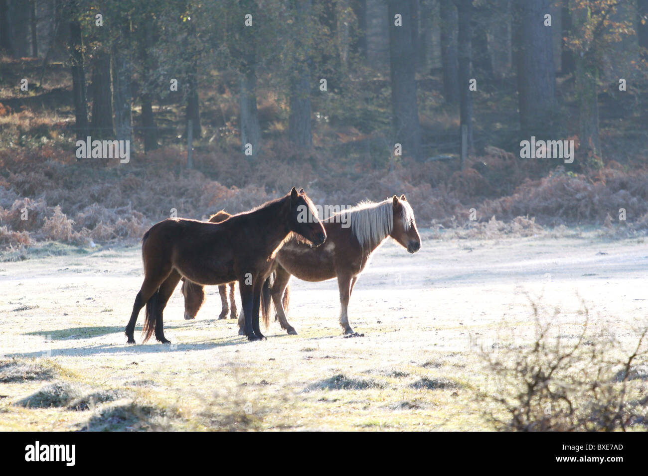 New forest ponies on a frosty morning. Stock Photo
