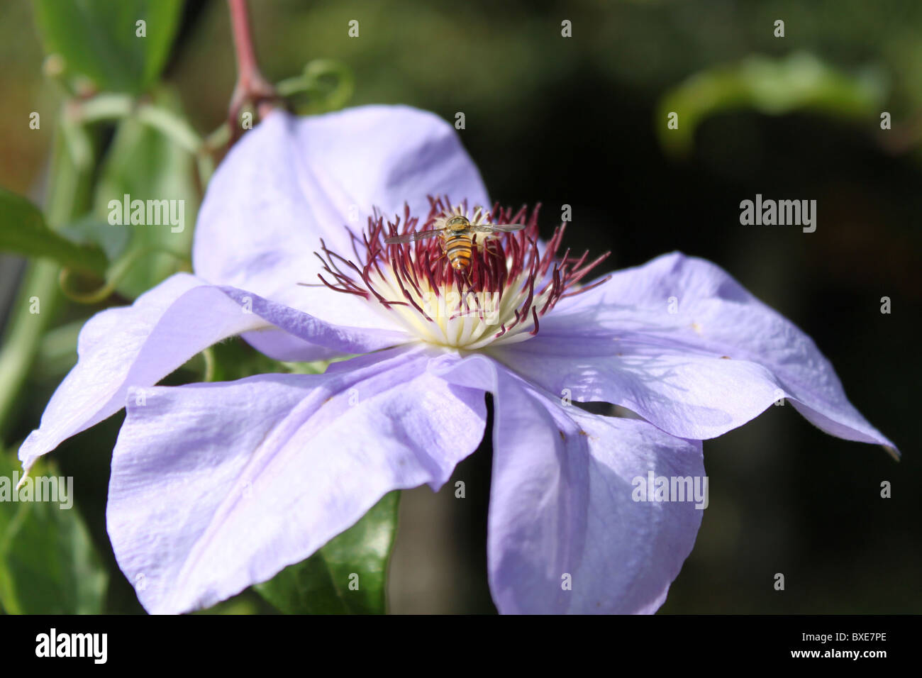 Hoverfly drawing nectar from a clematis flower. Stock Photo