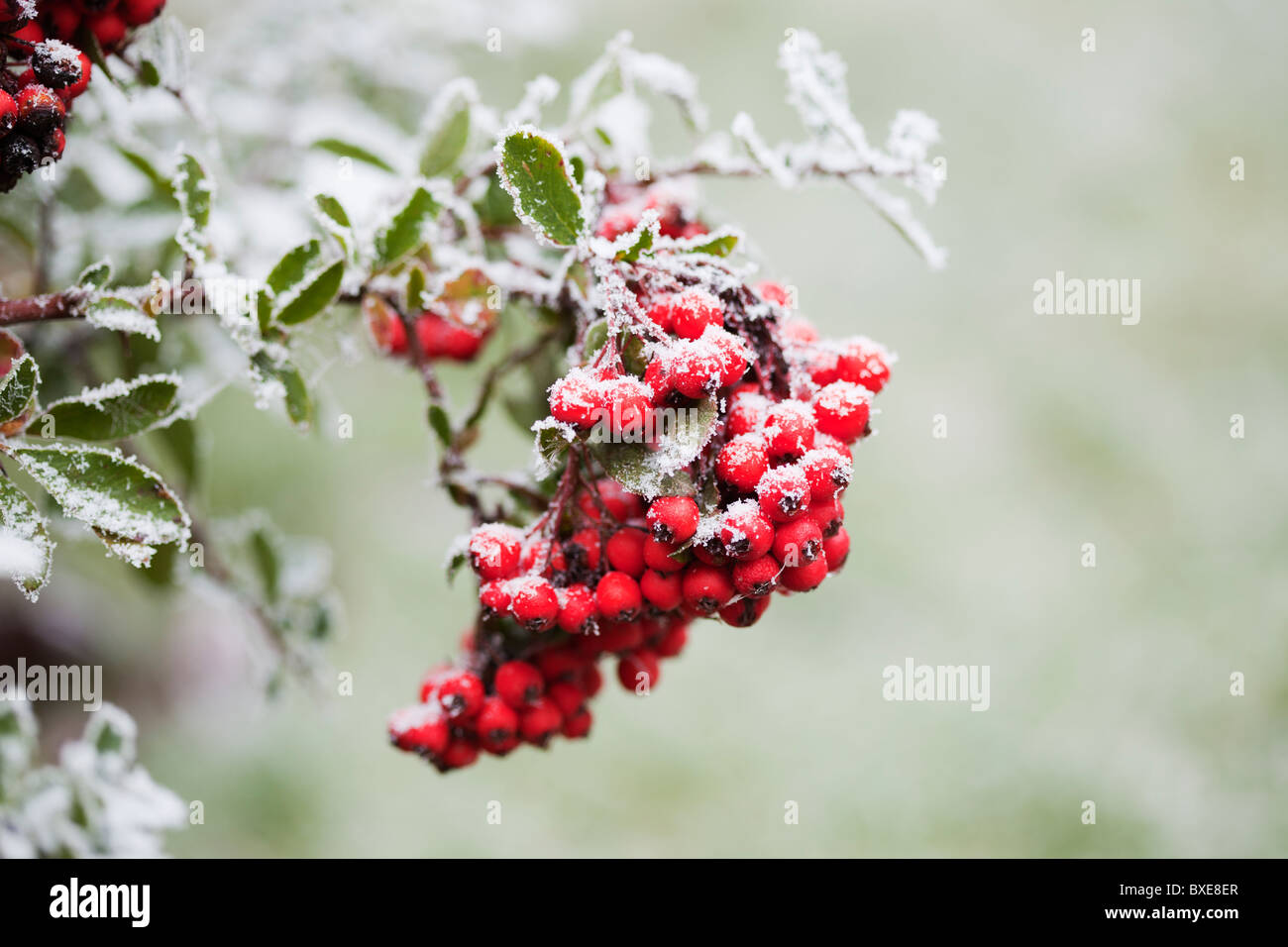 Pyracantha berries with hoar frost. Stock Photo