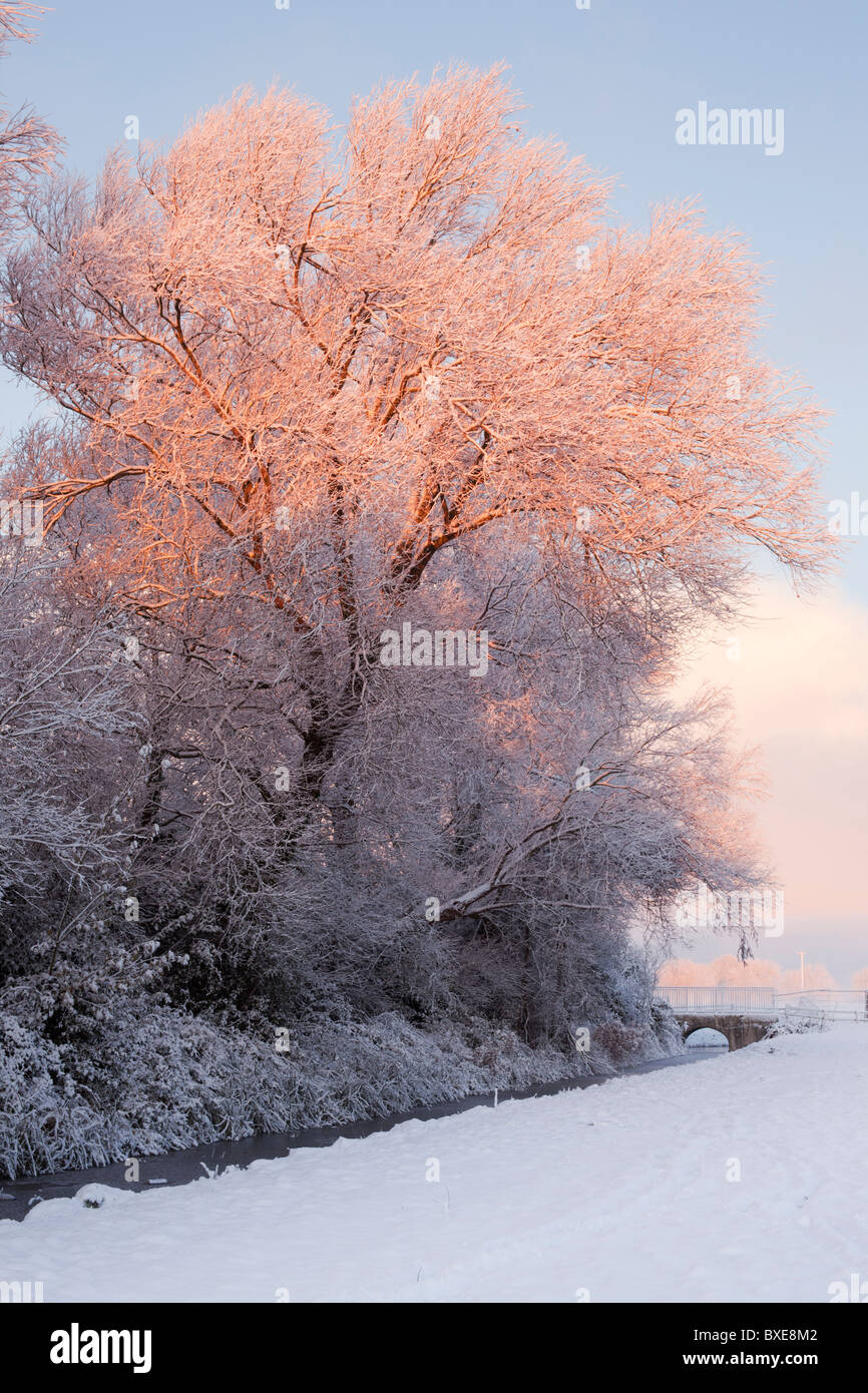 Tree lit by the dawn light, while covered in snow. Stock Photo