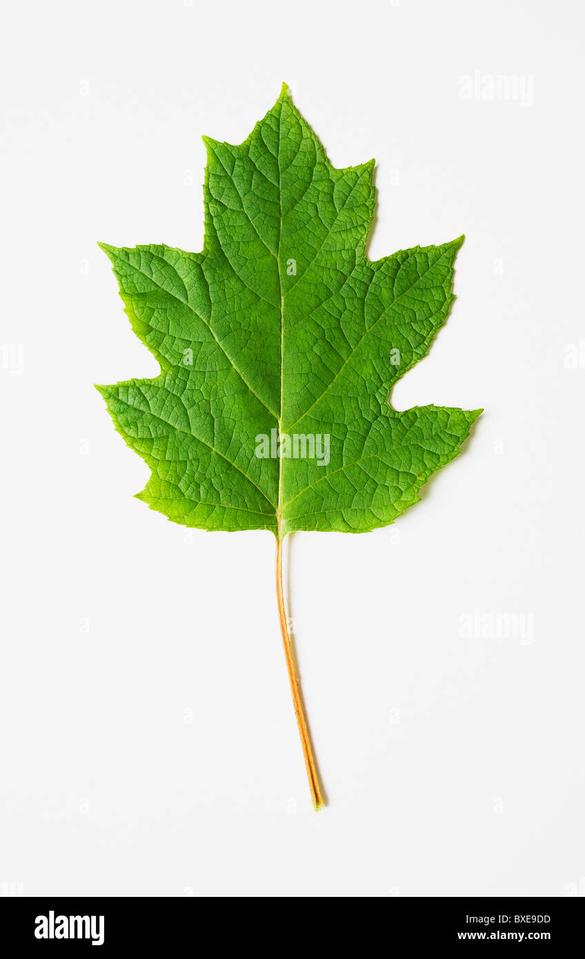 Oak leaf hydrangea Stock Photo